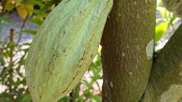 Puerto Viejo: Medicinal and Edible Plant Class - Photo 2 (Gallery view)