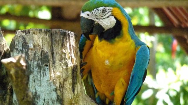 San Jose: Sloth and Wildlife Rescue Center Tour - Dominican Republic