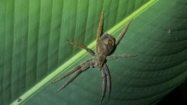 Limon: Night Walk & Rainforest Experience
