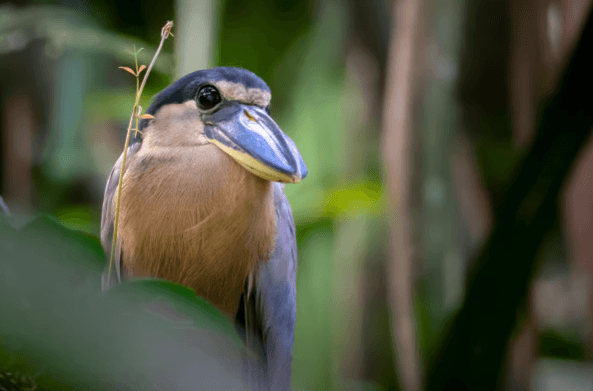 Tortuguero: Tour zu den Kanälen im Nationalpark Tortuguero - Dominican Republic