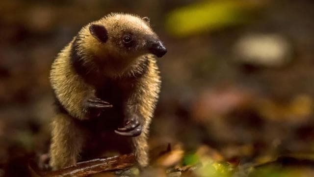 Manuel Antonio: Night Mangrove Safari Boat Tour with Dinner
