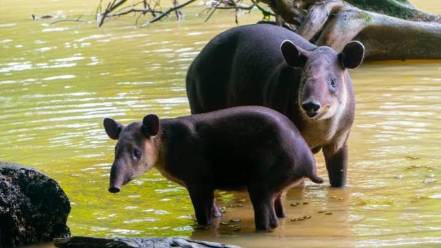 Overnight Sirena & San Pedrillo, Corcovado National Park - Photo 2 (Gallery view)