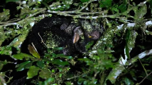 Monteverde: Oktari Monteverde Night Walk Tour