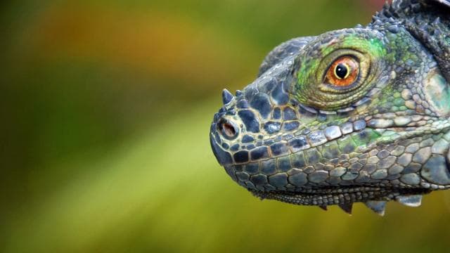 From San Jose: 3-Day Tortuguero National Park Excursion