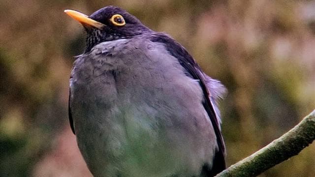 Curicancha Reserve Birdwatching Tour