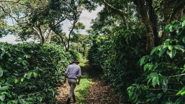 Coffee Farm tour, Poas Volcano Park and La Paz Waterfall