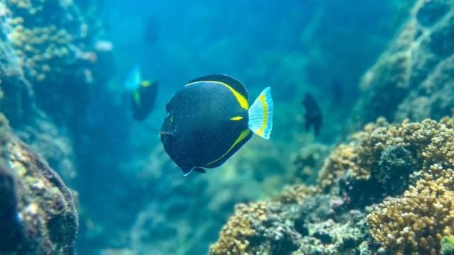 Uvita: Snorkeling at Caño Island - Unforgettable Experience - Dominican Republic