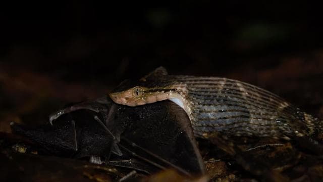 Uvita: Private Nature & Wildlife Night Tour Tropical Forest