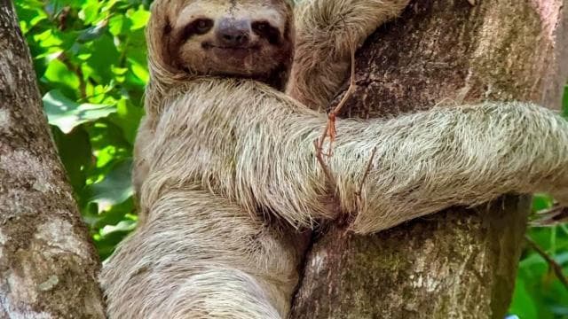 Manuel Antonio Park Guided Tour - Admission Ticket Included - Dominican Republic
