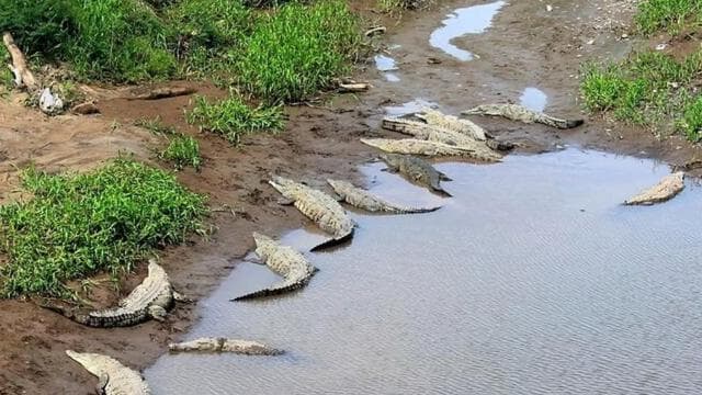 Puntarenas: Wildlife and River Safari Excursion - Dominican Republic