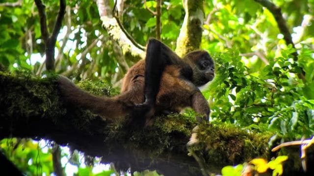 Monteverde: Cloud Forest Tour with a local Guide - Dominican Republic