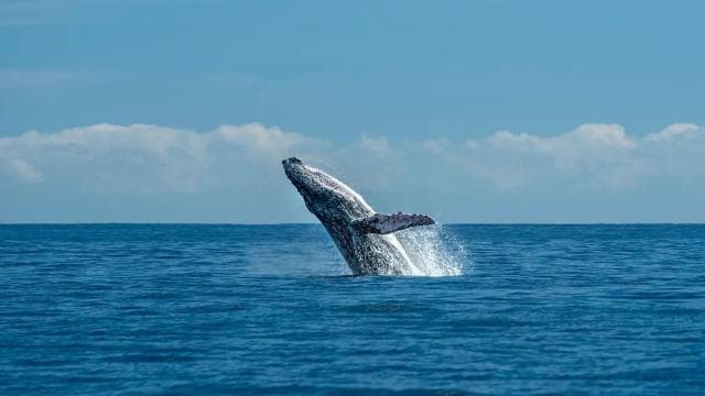 Marino Ballena National Park: Whale Watching In Uvita