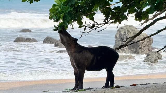From Uvita: Day Trip to Corcovado National Park by Boat - Photo 3 (Gallery view)