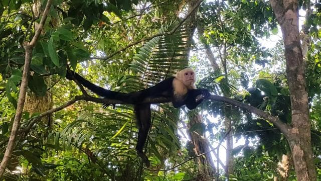 Manuel Antonio National Park Combo Tour from San Jose - Photo 4 (Gallery view)