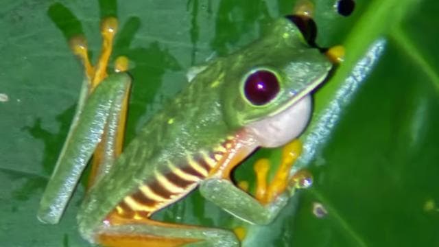 Manuel Antonio: Jungle Night Tour and Buttlerfly Garden