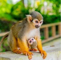 Від Bayahibe: Сафарі Monkeyland на півдня - Photo 3 (Gallery view)