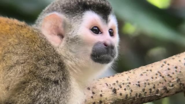 Manuel Antonio National Park Guided Hike