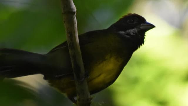 Monteverde: Cloud Forest Guided Nature Tour