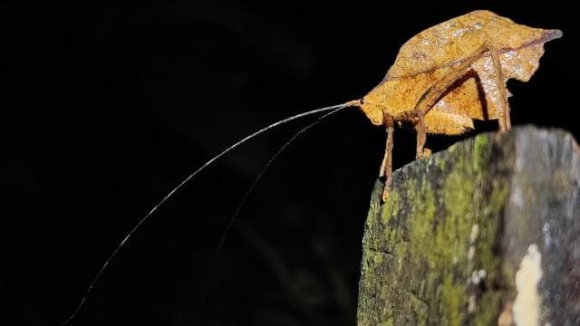 La Fortuna: Arenal Volcano Rainforest Night Tour - Photo 4 (Gallery view)