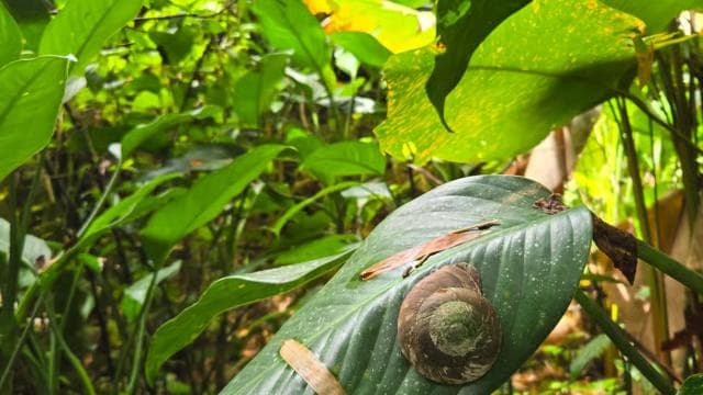 Fajardo: Rainforest guided adventure