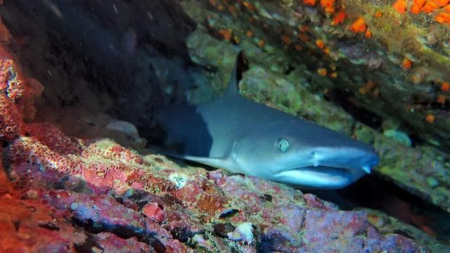 Tamarindo: Guided Snorkeling Tour with Marine Life Spotting