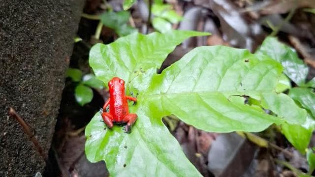 Jungle Pack x 3 Tour in the National Park