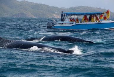 Samana: Guided Day Trip with Buffet Lunch and Whale Watching - Photo 5 (Gallery view)