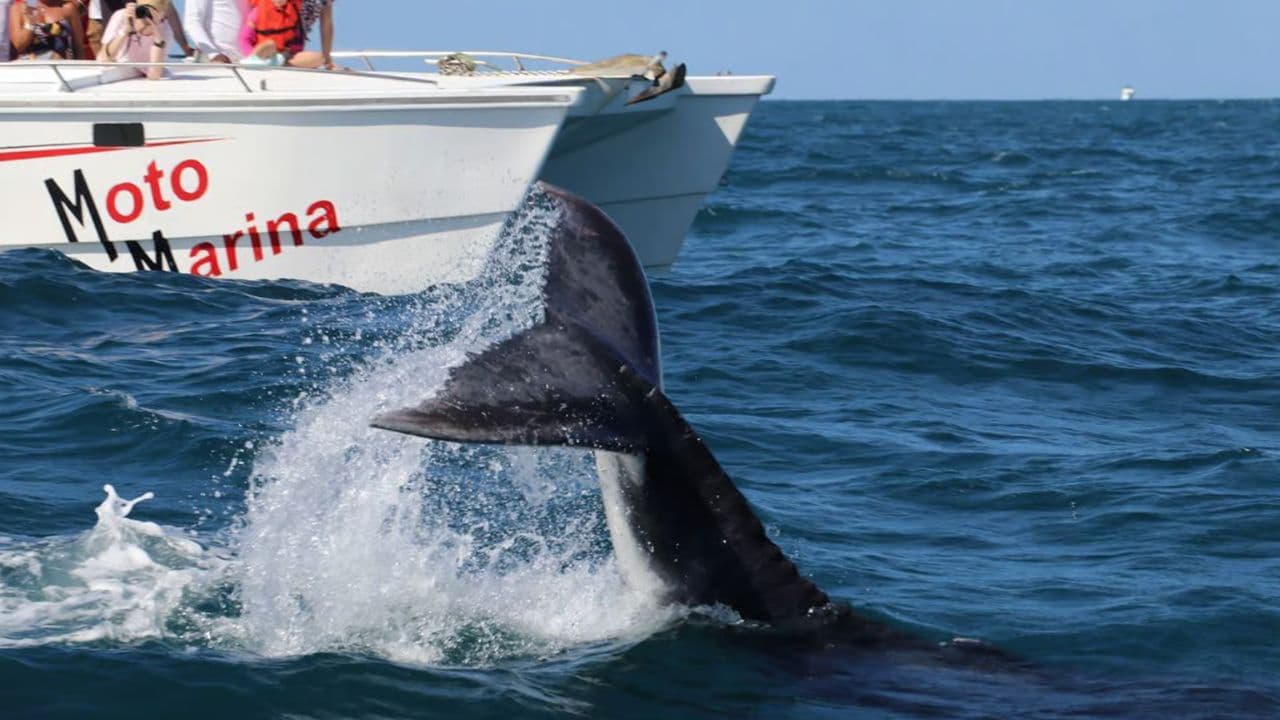 Whale Watching and Cayo Levantado Tour: A Perfect Tropical Getaway