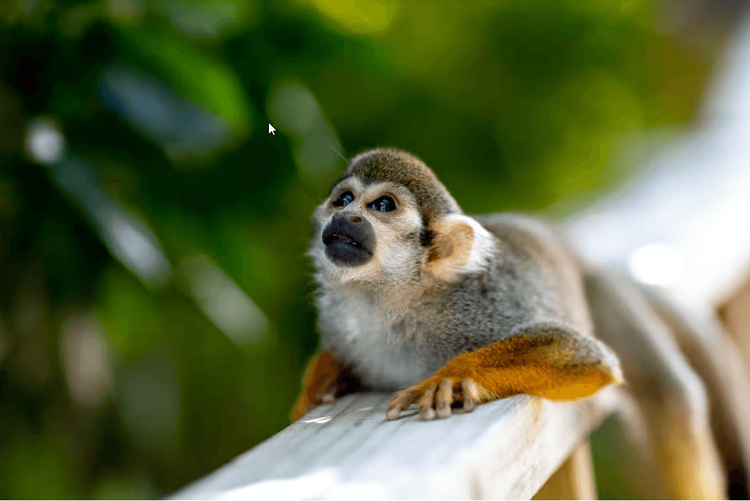 Punta Cana: Półdniowe safari i plantacja w Monkeyland - Photo 2 (Gallery view)