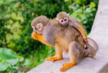 Від Bayahibe: Сафарі Monkeyland на півдня - Photo 4 (Gallery view)