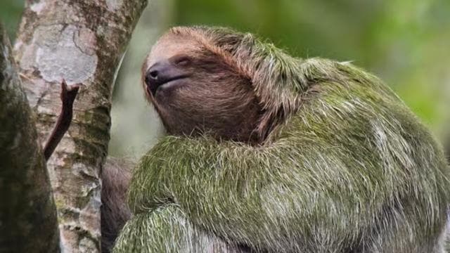 Costa Rica: Sloth Tour at Juan Castro Blanco National Park
