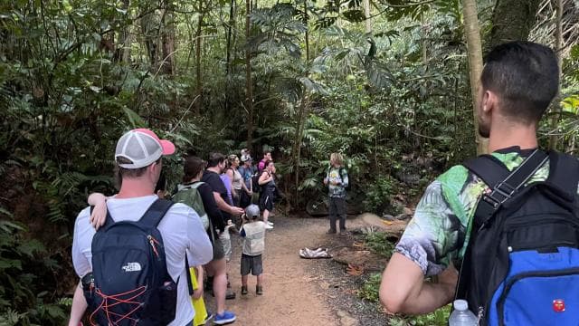 El Yunque Forest: Rainforest Nature Walk at Night Tour