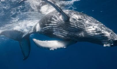 From Samaná: Whale Watching and Cayo Levantado Boat Tour - Photo 5 (Gallery view)