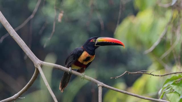 Uvita: Birdwatching - Photo 3 (Gallery view)
