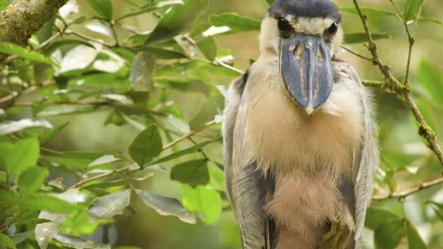 La Fortuna: Bird Watching Tour at Natura Park - Photo 4 (Gallery view)