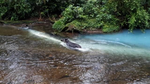 La Fortuna: Rio Celeste Full Day Tour
