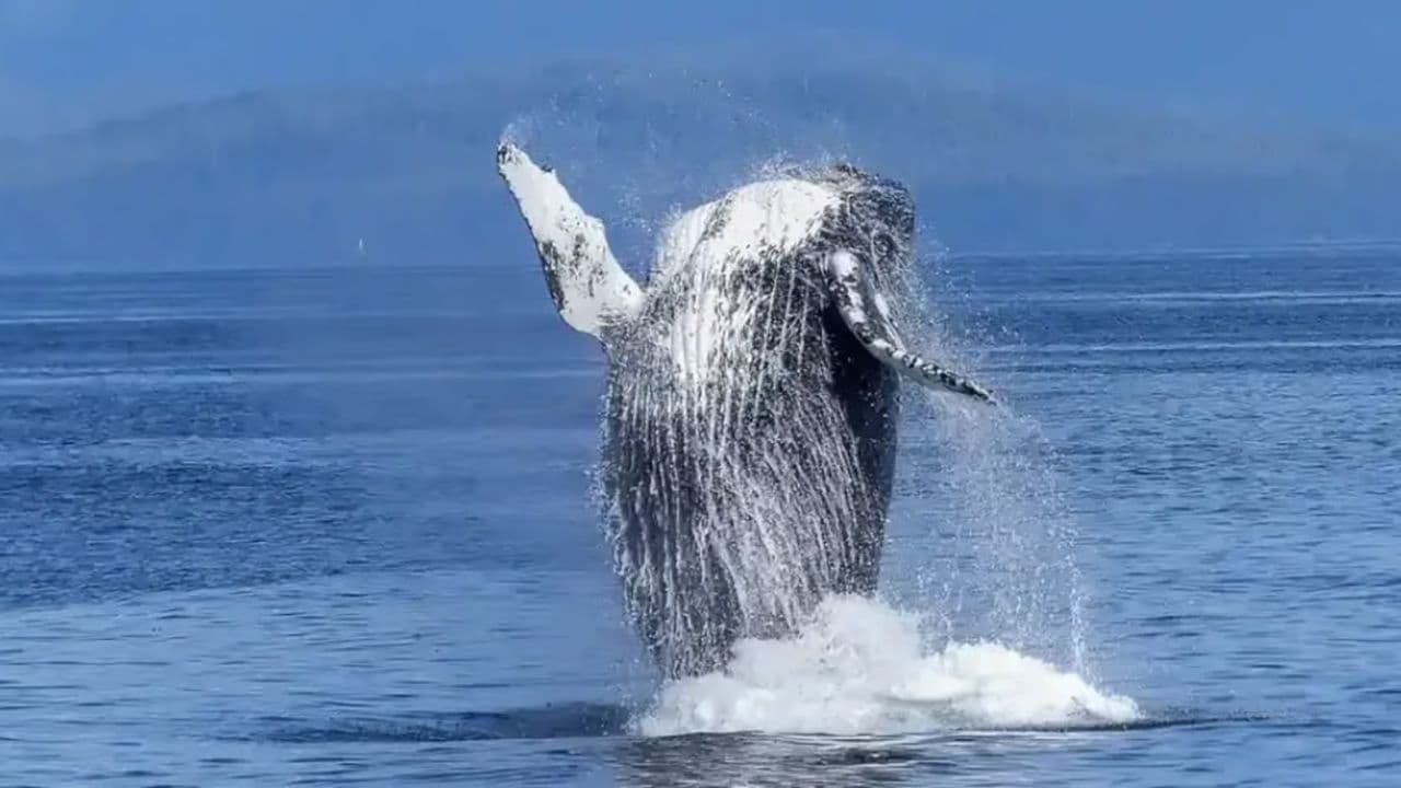 Whale Watching Tour in Samana - Photo 3 (Gallery view)