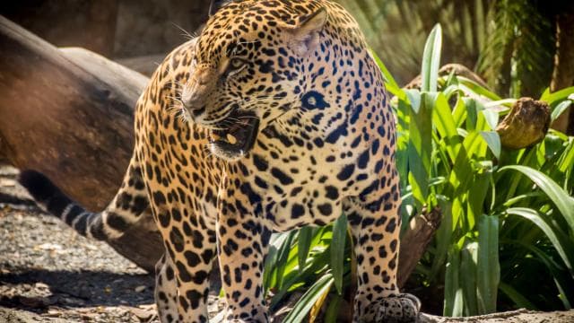 Diamante Eco Adventure Park: Wildlife Sanctuary Pass - Photo 3 (Gallery view)