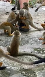 Puerto Plata: Monkeyland Tour - Photo 3 (Gallery view)