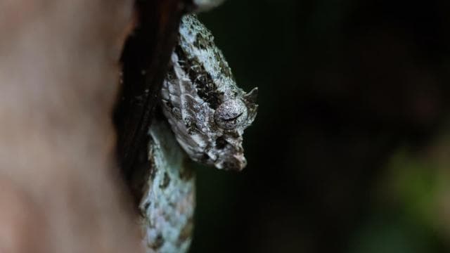 Fortuna: Arenal Volcano Rainforest Night Tour (Private) - Dominican Republic