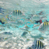 Cayo Arena: Paradise Island and Mangroves Tour