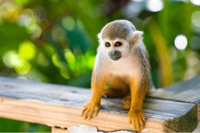 Butterfly Garden Plus Monkey Land at Puerto Plata