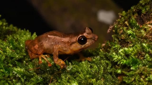 Monteverde: Cloud Forest Guided Nature Tour - Photo 2 (Gallery view)