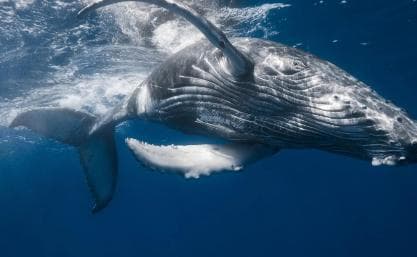 From Samaná: Whale Watching and Cayo Levantado Island Tour - Photo 5 (Gallery view)