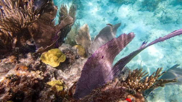 Fajardo: Snorkeling Boat Tour with Snacks and Drinks