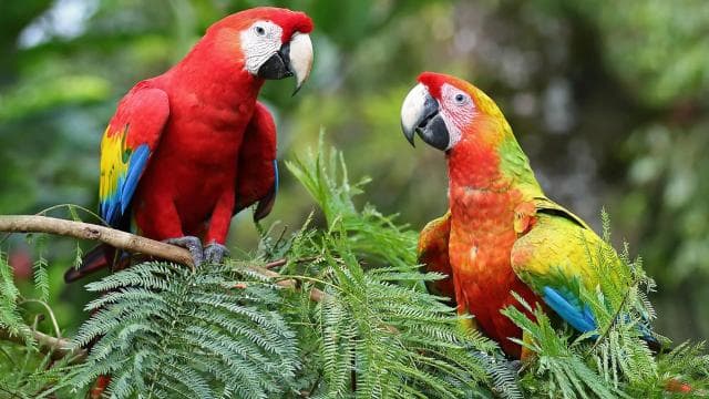 Uvita:Scarlet Macaws in Marino Ballena National Park Parrots