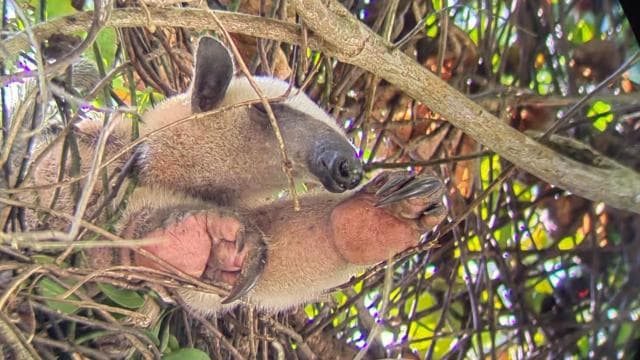 Manuel Antonio : Mangrove boat tour to see animals - Photo 5 (Gallery view)