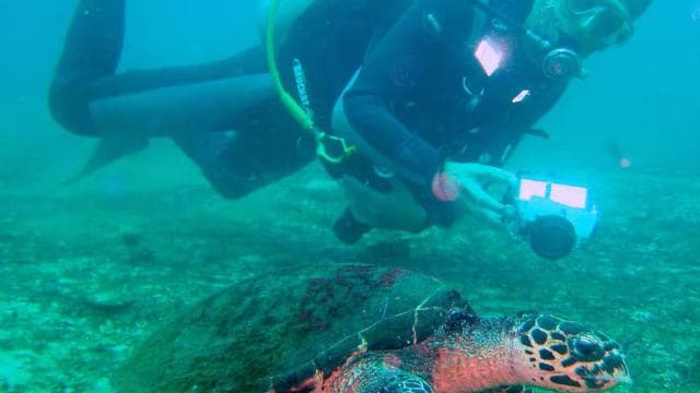 Papagayo Gulf: 2 Dives Half-Day Scuba Dive Tour