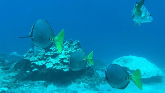 Uvita: Snorkeling at Caño Island - Unforgettable Experience