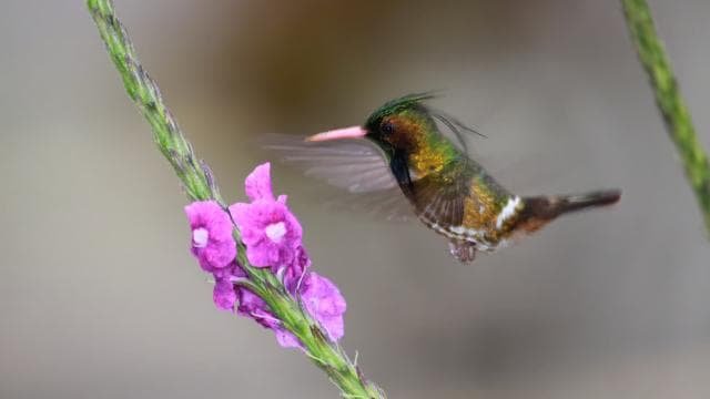 Arenal Forest: Bird Observation & Photography Tour